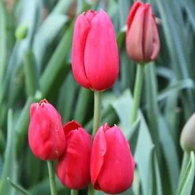 Kingsblood Tulip (Tulipa Kingsblood) Img 5